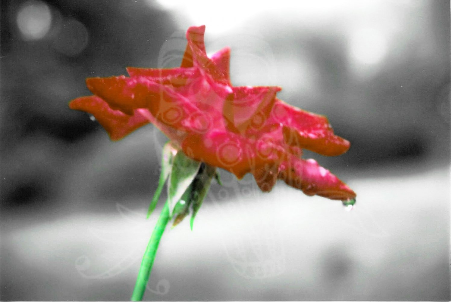 Rose Of A Different Color