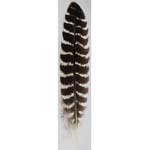 Barred Wing Smudging Feather 12" - RSBAR