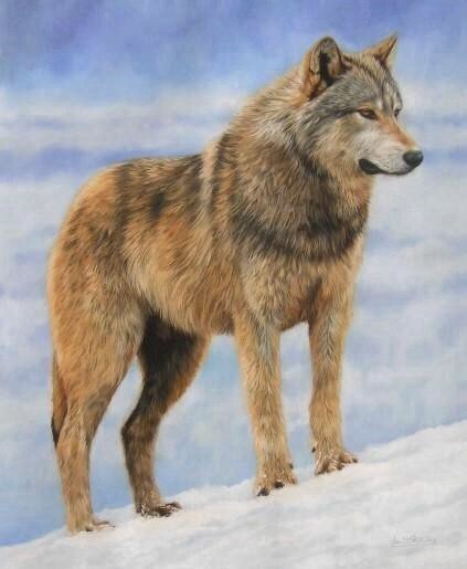 WOLF New DAVID STRIBBLING limited edition print