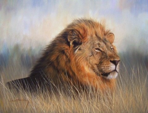 LION New DAVID STRIBBLING Limited Edition Wildlife Print