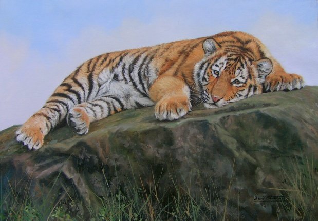 TIGER CUB New DAVID STRIBBLING Ltd Ed Wildlife Print.