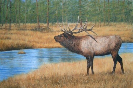 BULL ELK New DAVID STRIBBLING Ltd Ed Wildlife Print.