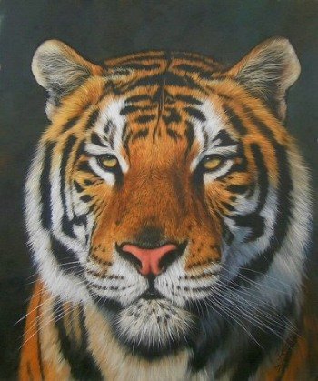 SET of 3 DAVID STRIBBLING Limited Edition Wildlife Prints.