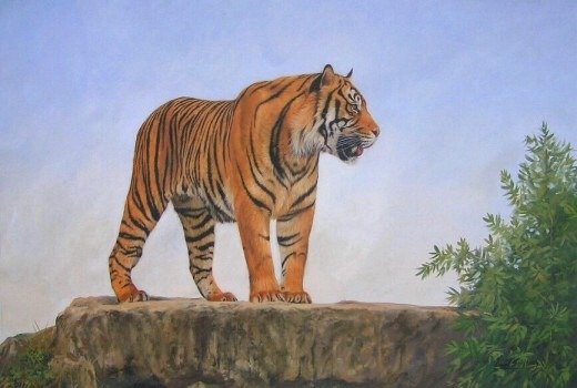 BENGAL TIGER New DAVID STRIBBLING Ltd Ed Wildlife Print.