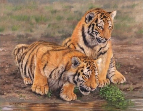 TIGER CUBS New! DAVID STRIBBLING Ltd Ed Print.