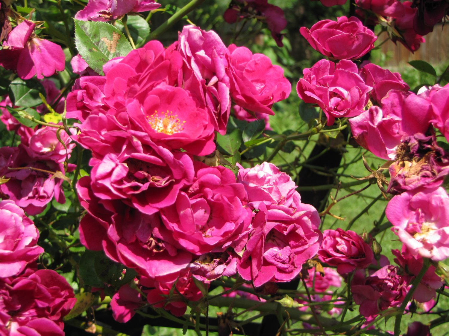 Pink Roses 1