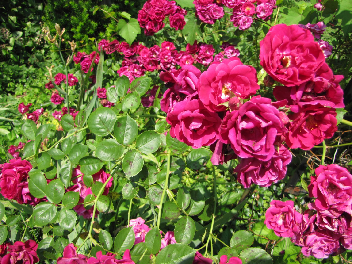 Pink Roses 3