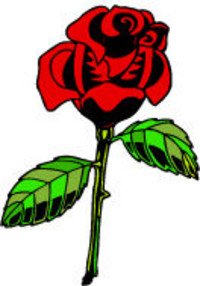 Torch to Rose
