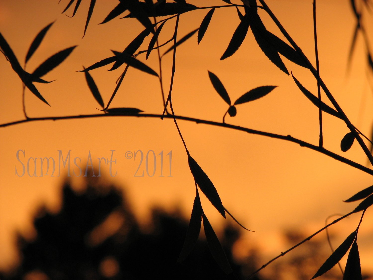 August 3 - 8x10 Print, Digital Fine Art Image Photo - Sunset, summer, fall, Power lines, Clouds