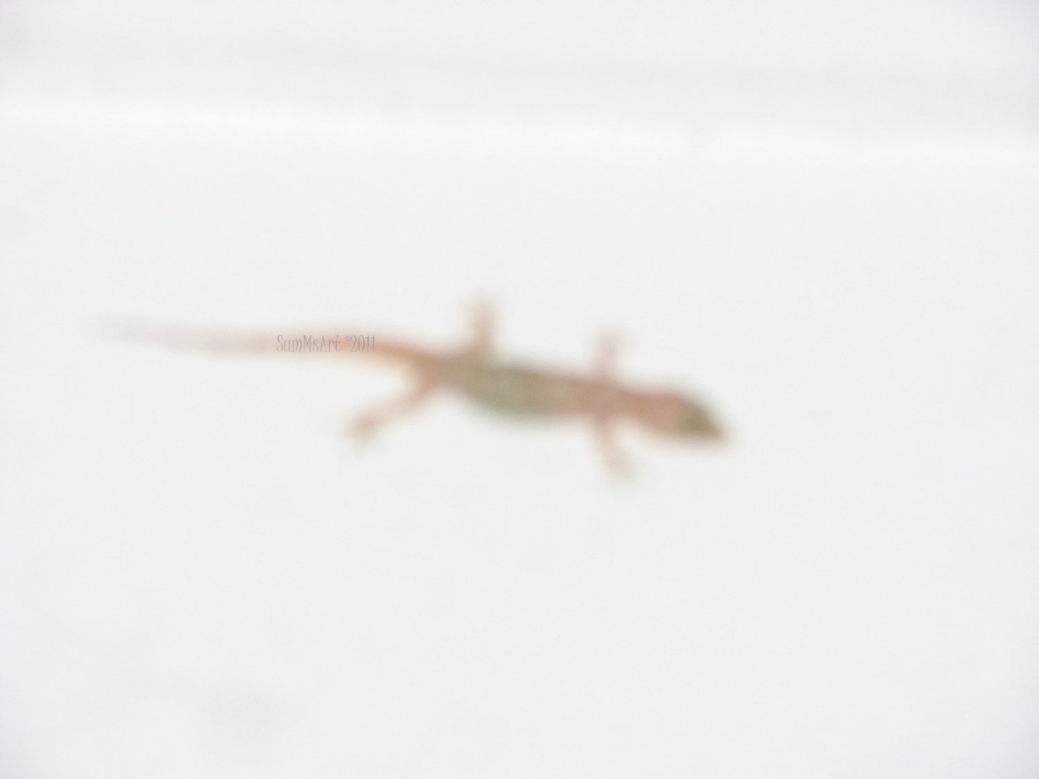 Lizer - 8x10 Print, Digital Fine Art Image Photo - Lizard reptile amphibian white deco abstract