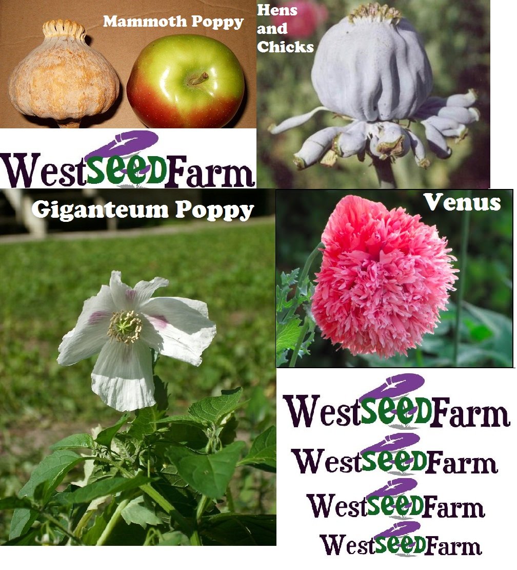 Papaver Somniferum MAMMOTH HENS CHICKS GIGANTEUM VENUS Seeds! 4 Packs Total!