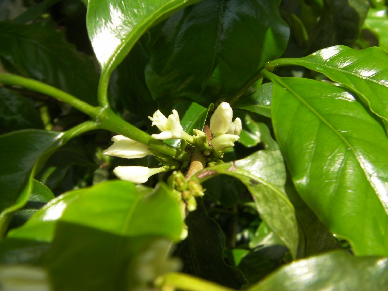 5 COFFEA CATURA beans DWARF ARABICA COFFEE plant seeds
