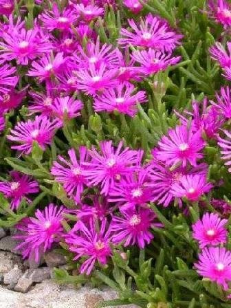 50 ICE PLANT Seeds ~ Delosperma Cooperi PINK CARPET