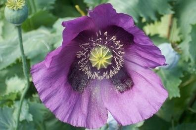 200 Persian Blue Strain Poppy Papaver Somniferum Seeds!