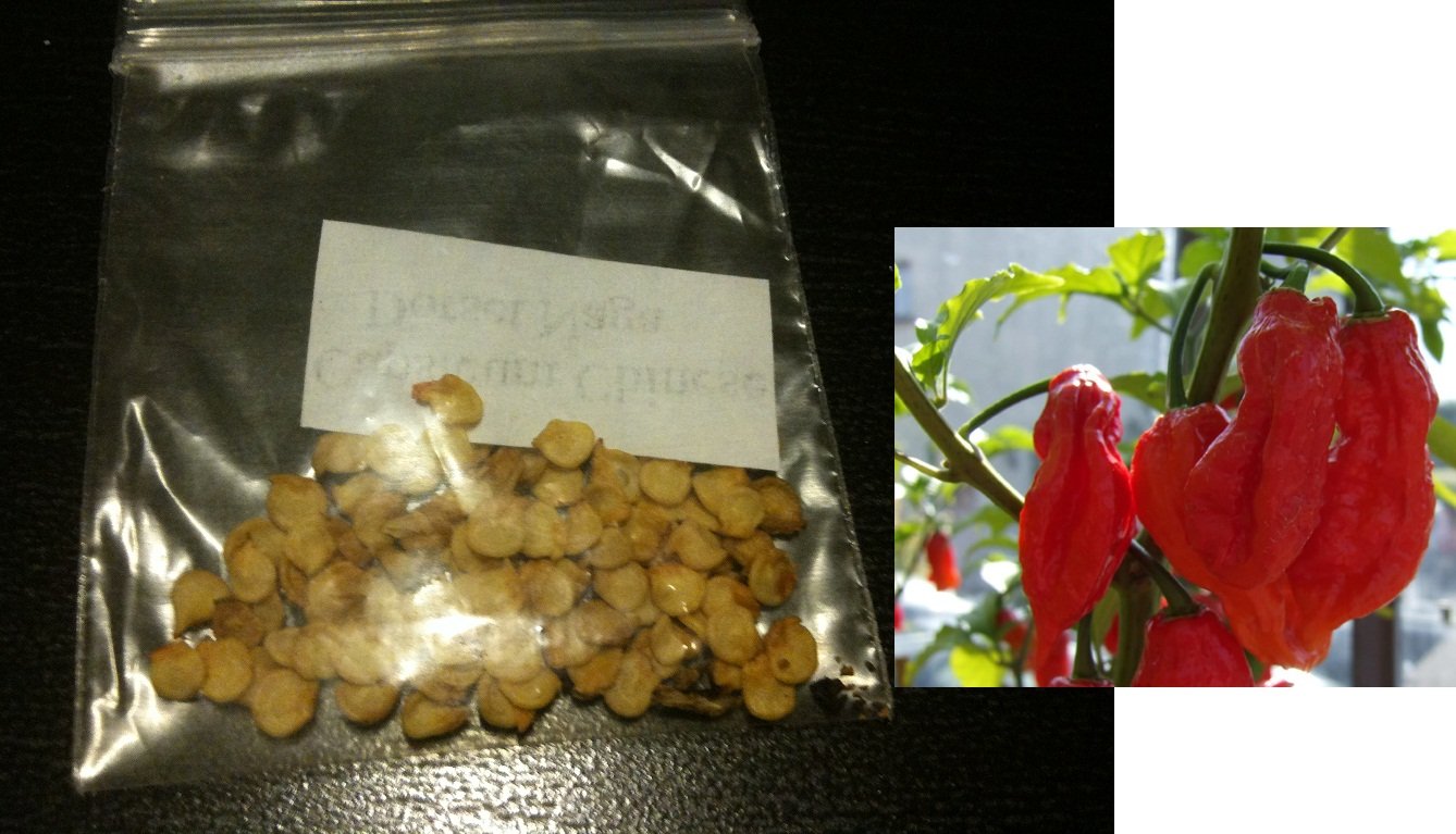 Worlds Hottest Pepper 5 Dorset Naga Seeds Bhut Jolokia