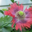 600+ Papaver Somniferum "PEPPERBOX" poppy plant seeds
