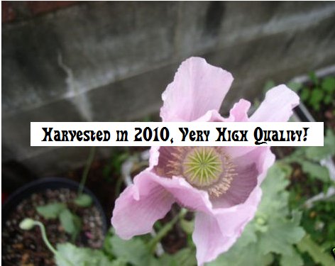 500 Papaver Somniferum FLORIST'S POPPY seeds