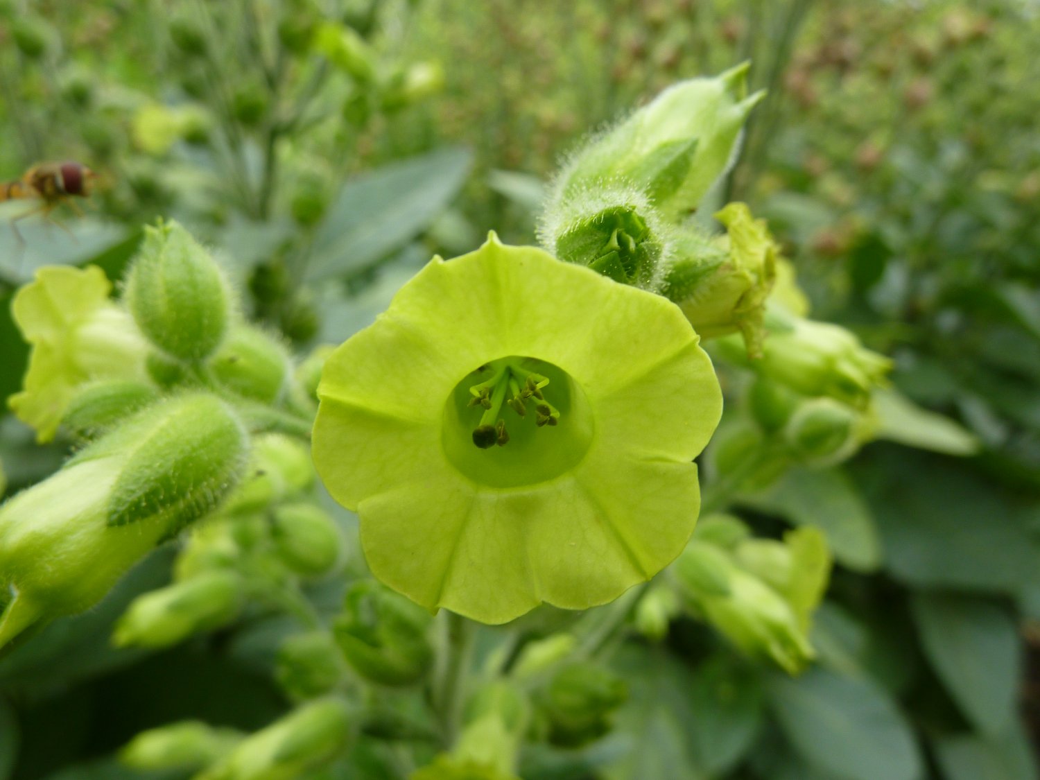 400 Nicotiana Rustica seeds Sacred AZTEC TOBACCO