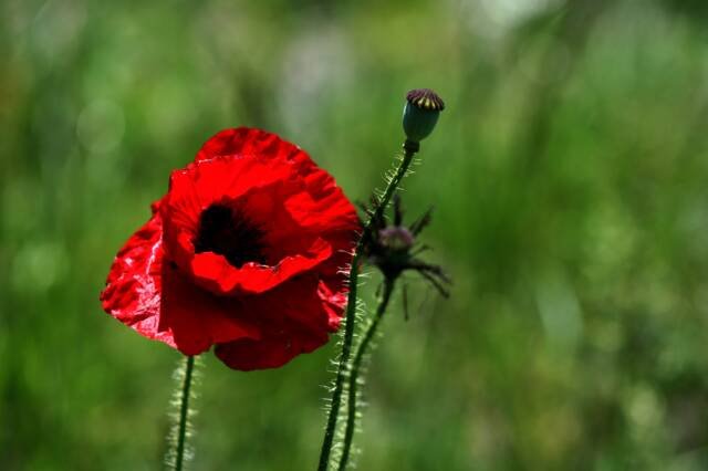 300 Papaver Somniferum "DUTCH" POPPY seeds