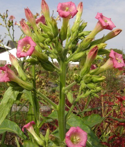 200++ IMPROVED Madole Nicotiana TABACUM Tobacco Seeds