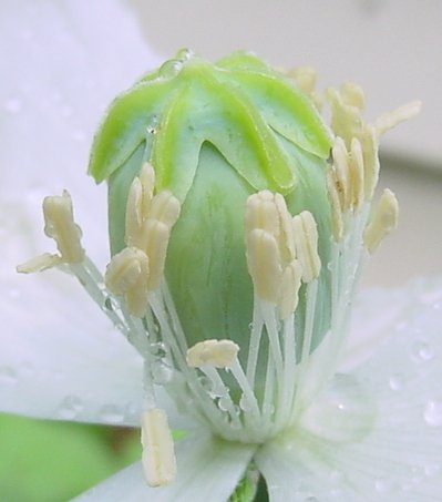 200 Persian White Strain Poppy Papaver Somniferum Seeds!