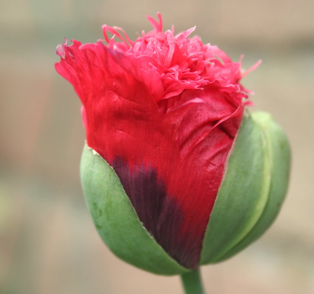 1200+ Papaver Somniferum "TURKISH" POPPY seeds