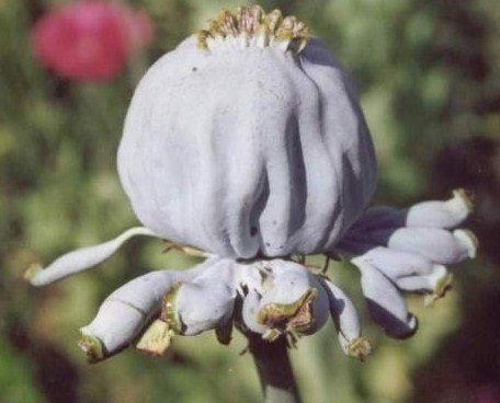 1000++ Papaver Somniferum HENS and CHICKS POPPY Seeds