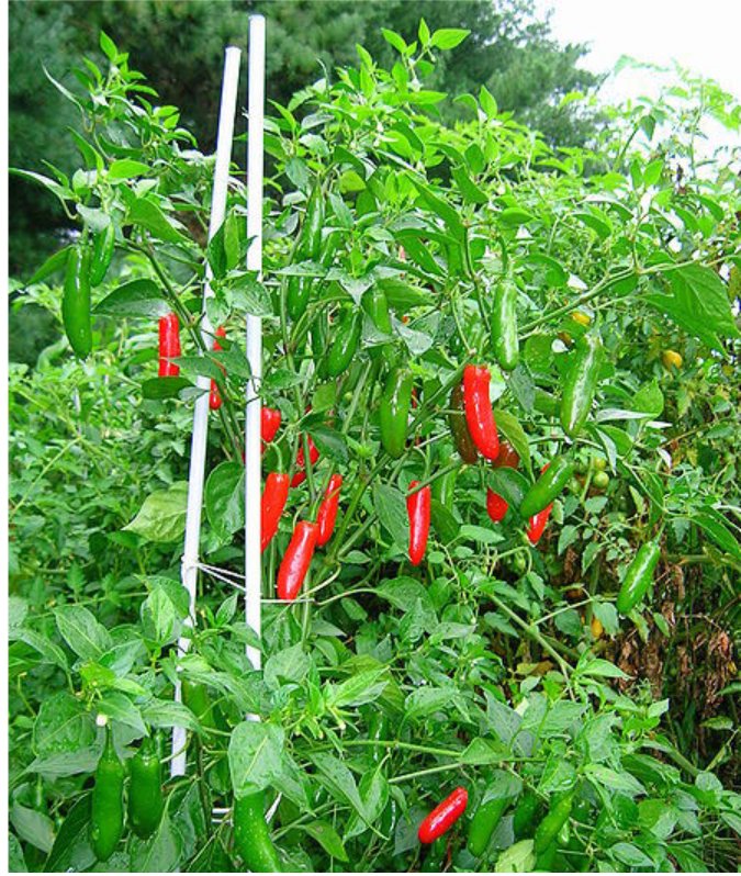 Fresh SERRANO TAMPEQUINO SEEDS! hot chili pepper chilli
