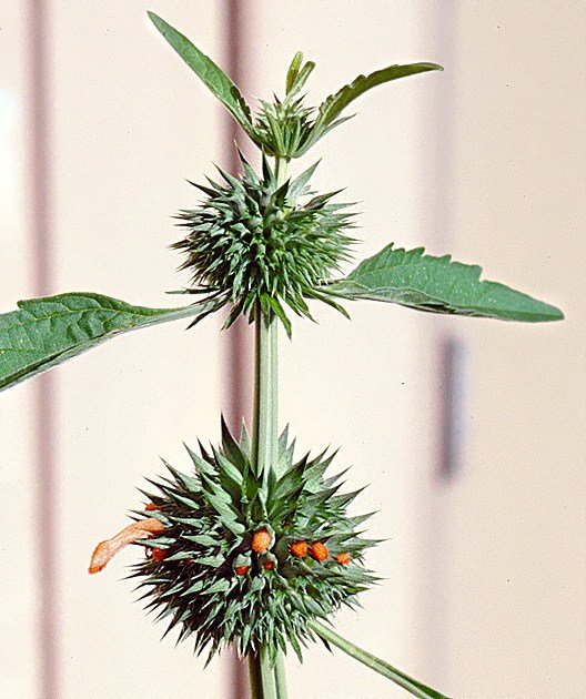 Leonotis Nepetifolia Wild / KLIP DAGGA 20 FRESH SEEDS