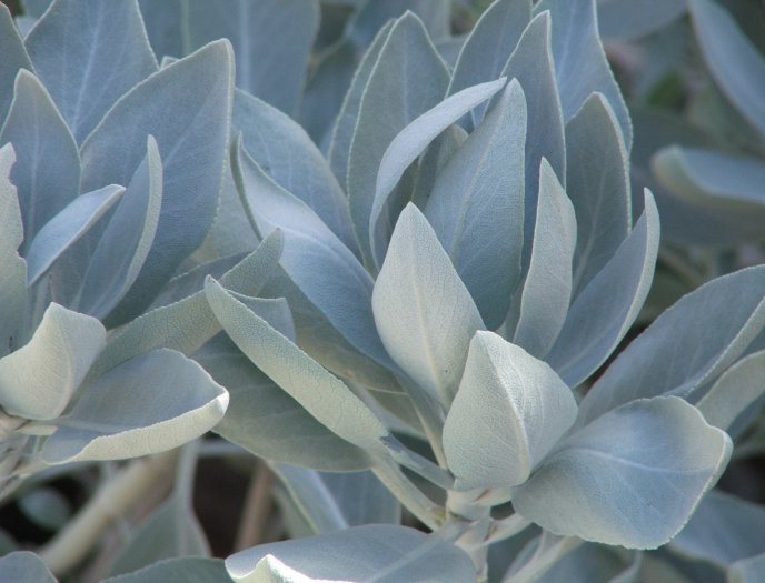 10 SALVIA APIANA White / Desert / Sacred Sage seeds