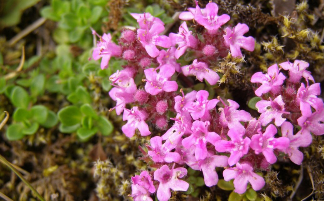 Thymus Serpyllum ~ Creeping Thyme ~ 20 Very Fresh Seeds