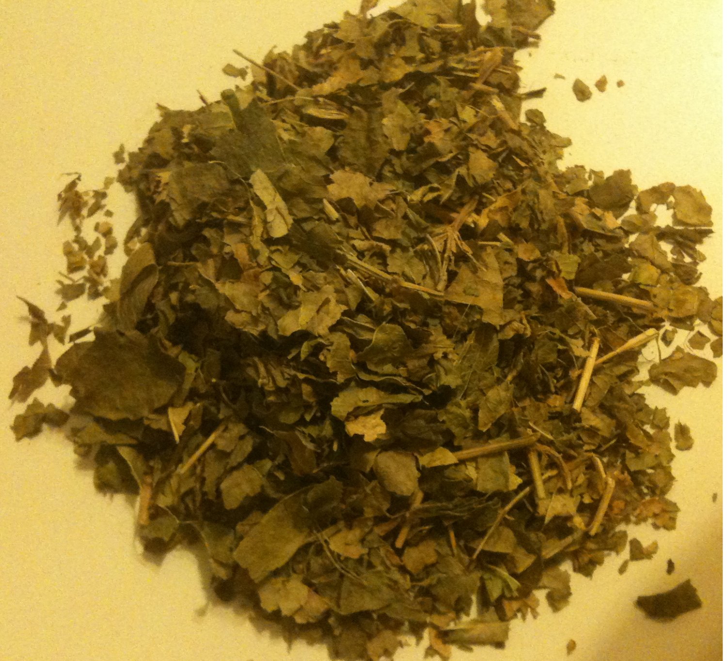 14g Baybean MARITIMA HERB Canavalia ROSEA FRESH Leaves!