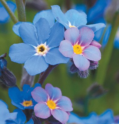 125 Bobo Blue Seeds! Forget Me Not (Myosotis sylvatica)