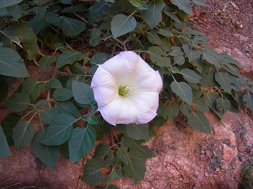 Datura Wrightii 25 Seed GA-3 treated Better Germination