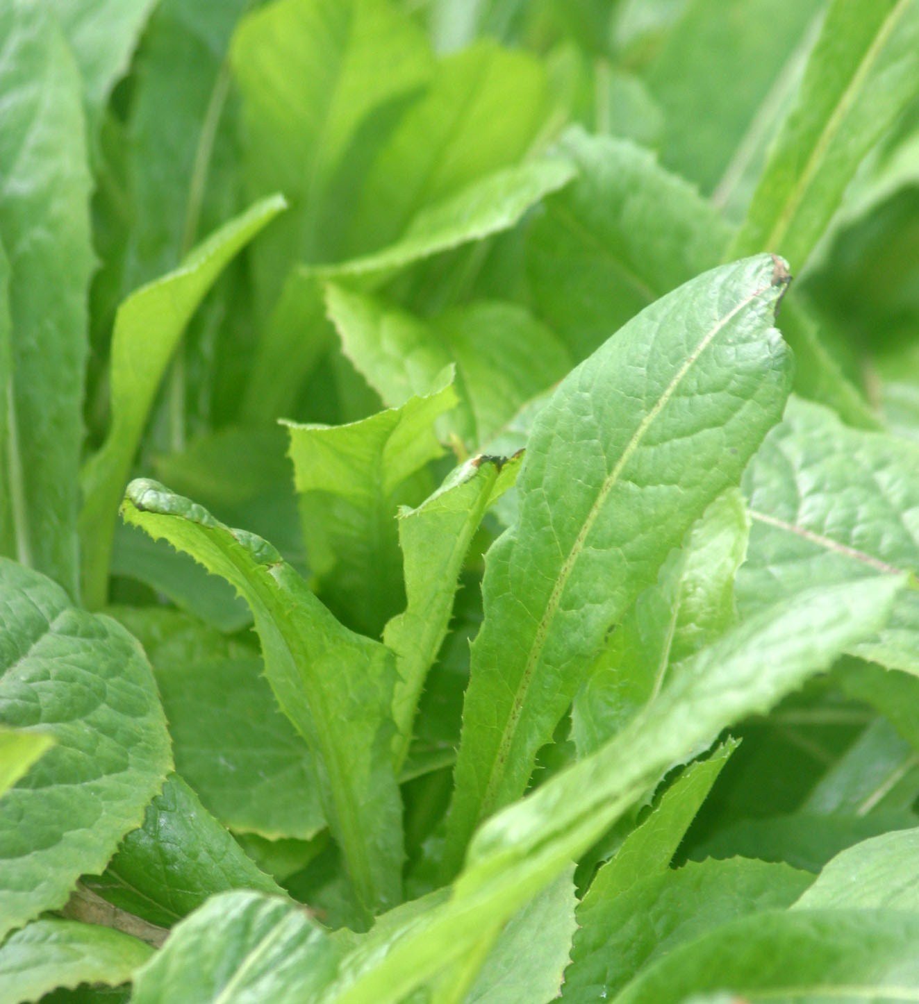 lactuca-virosa-bitter-wild-lettuce-plant-viable-seeds