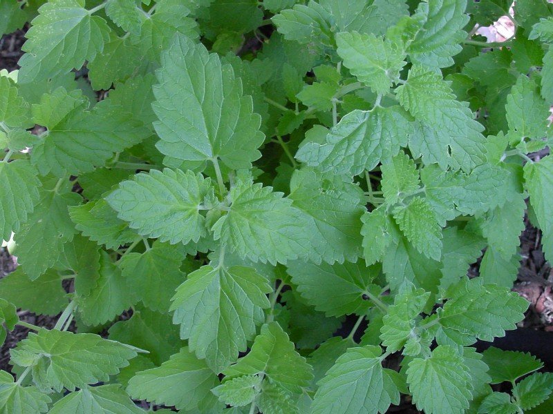 500 CATNIP Plant SEEDS Nepeta Cateria seeds Viable!!!!!