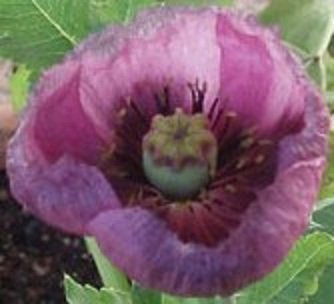 500 Papaver Somniferum SINGLE LILAC POPPY seeds
