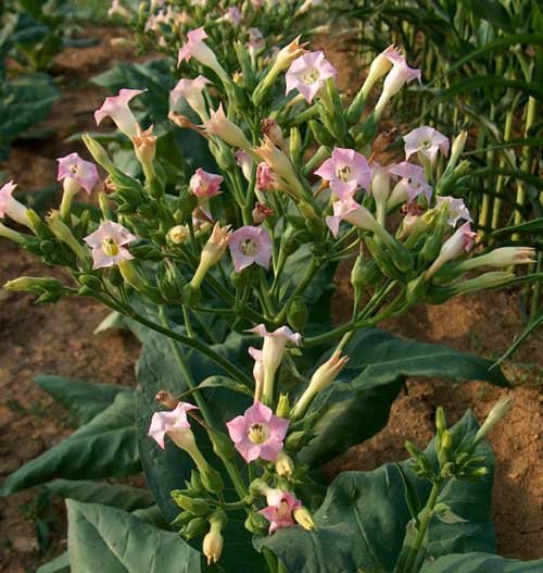 NICOTIANA TABACUM Walker's Broadleaf 500+ seeds Tobacco