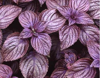 300 RED SHISO SEEDS Asian Herb Perilla Frutescens