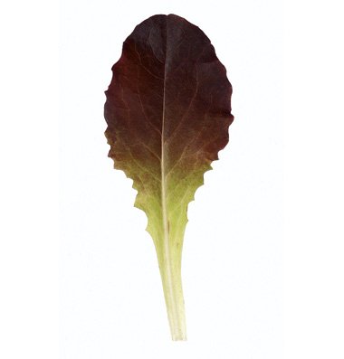 300 Red Romaine Lettuce Seed Lactuca Sativa Outredgeous