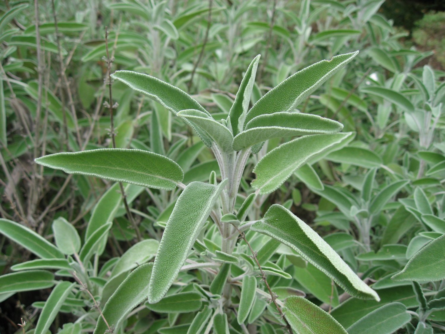 Salvia Officinalis (Garden Sage, Common Sage) 40 Seeds!