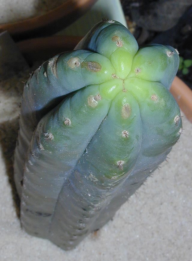 Trichocereus Peruvianus v. Matucana Peru True 10 Seeds