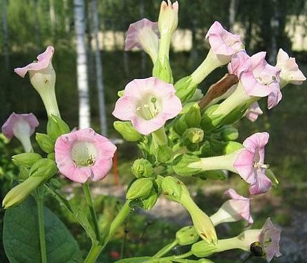400 GREENWOOD TOBACCO Nicotiana Tabacum seeds