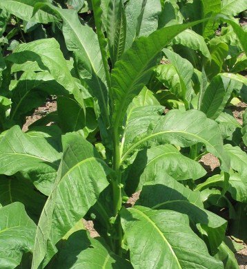 300 Nicotiana Tabacum - Lizard Tail Orinoco Seeds