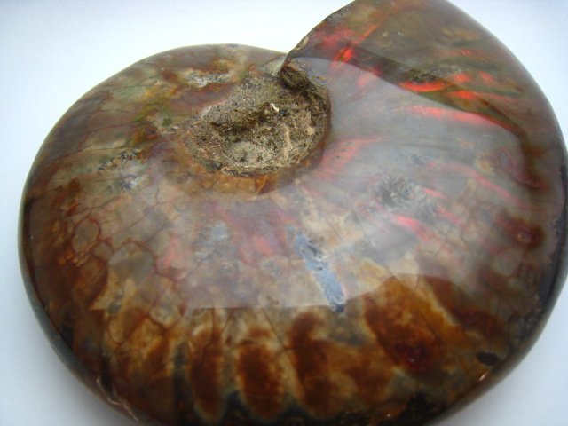 Ammonite 230.1g