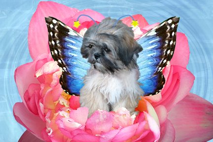 Winged Puppy 8x10