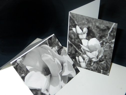 Magnolias in bloom cards