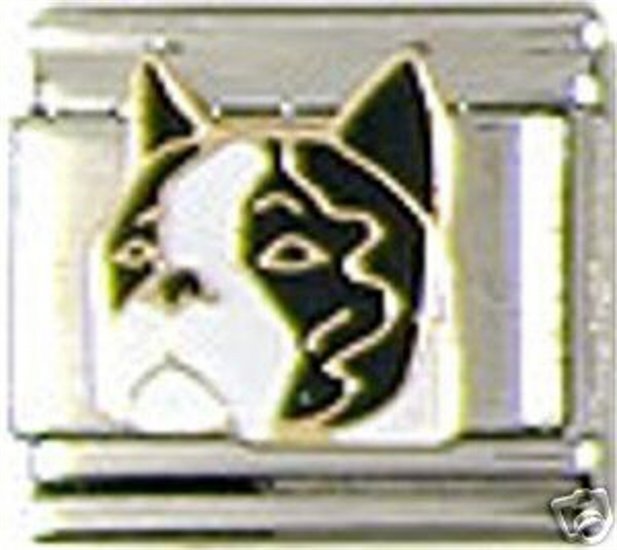 Boston Terrier