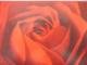 Red Rose