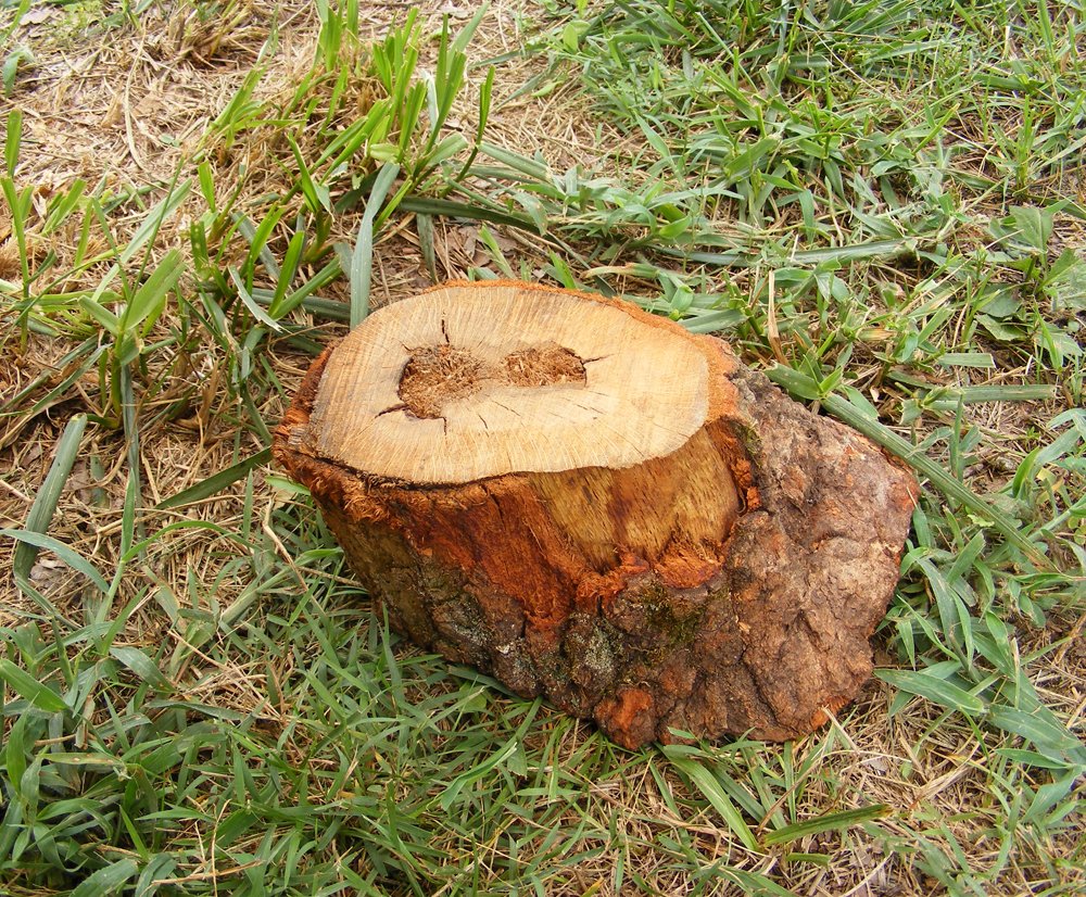 Wooden Stump Geocaching Container